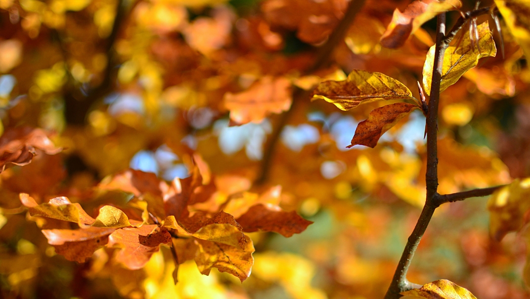 Pexels asphotography 95620 1